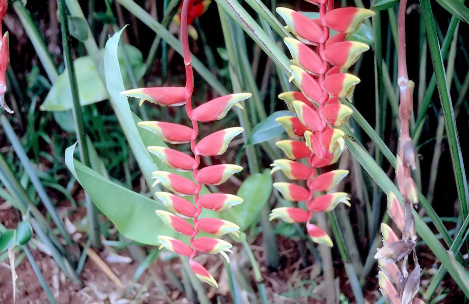 Indonesien 1991-01-021.jpg