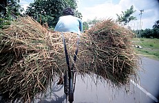 Thumbnail of Indonesien 1991-01-052.jpg