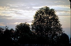 Thumbnail of Indonesien 1991-01-070.jpg