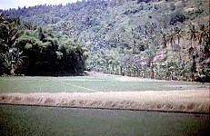 Thumbnail of Indonesien 1991-01-139.jpg