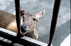 Thumbnail of Indonesien 1991-02-002.jpg