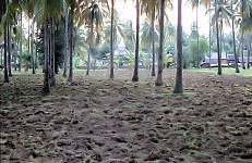 Thumbnail of Indonesien 1991-02-026.jpg