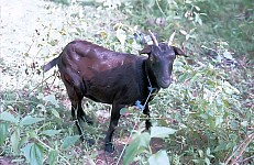 Thumbnail of Indonesien 1991-02-027.jpg