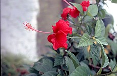Thumbnail of Indonesien 1991-02-034.jpg