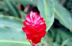 Thumbnail of Indonesien 1991-02-036.jpg