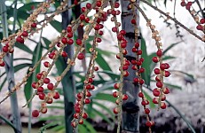 Thumbnail of Indonesien 1991-02-038.jpg