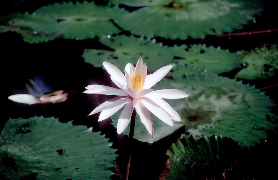 Indonesien 1991-02-106.jpg
