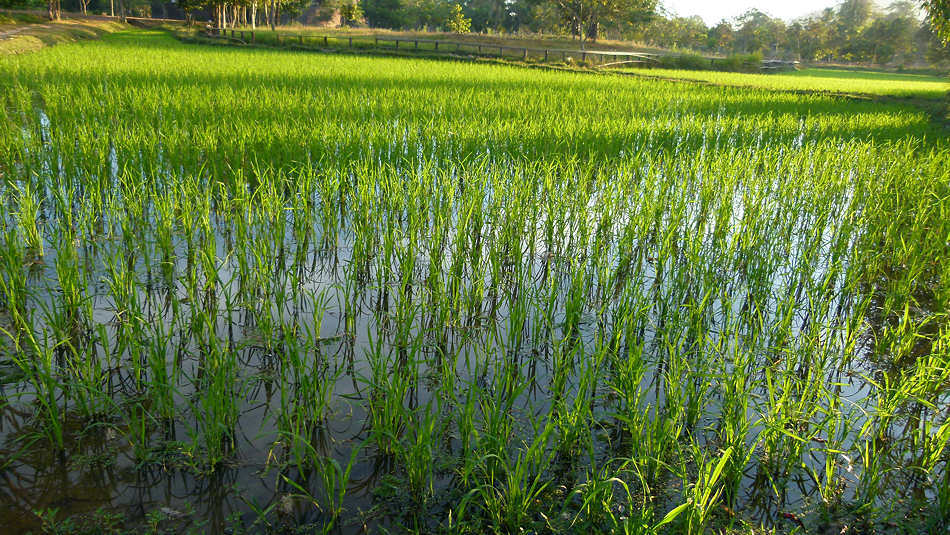 P1010207_Reisfelder_Banteay_Srei_Reap.jpg