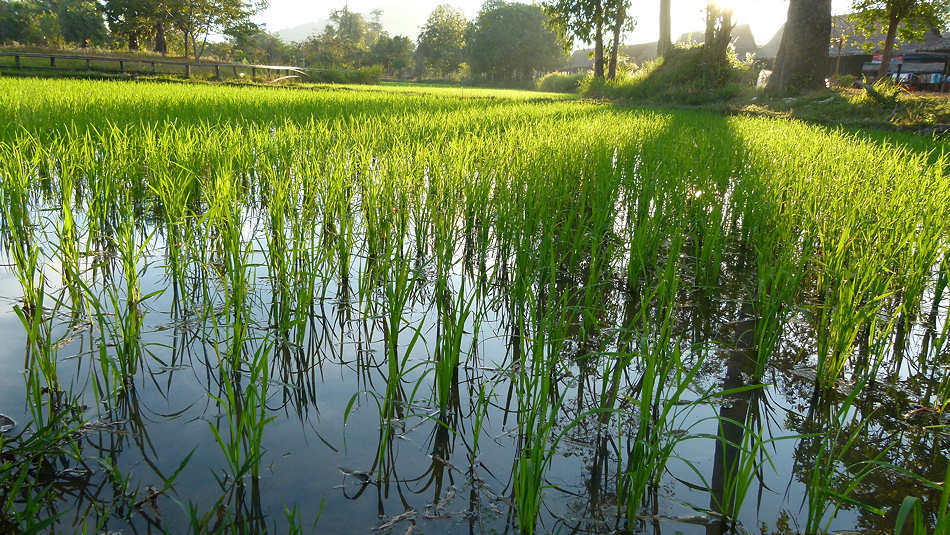 P1010210_Reisfelder_Banteay_Srei_Reap.jpg