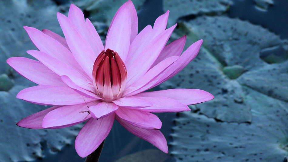 P1010226_Lotus_Banteay_Srei.jpg.jpg