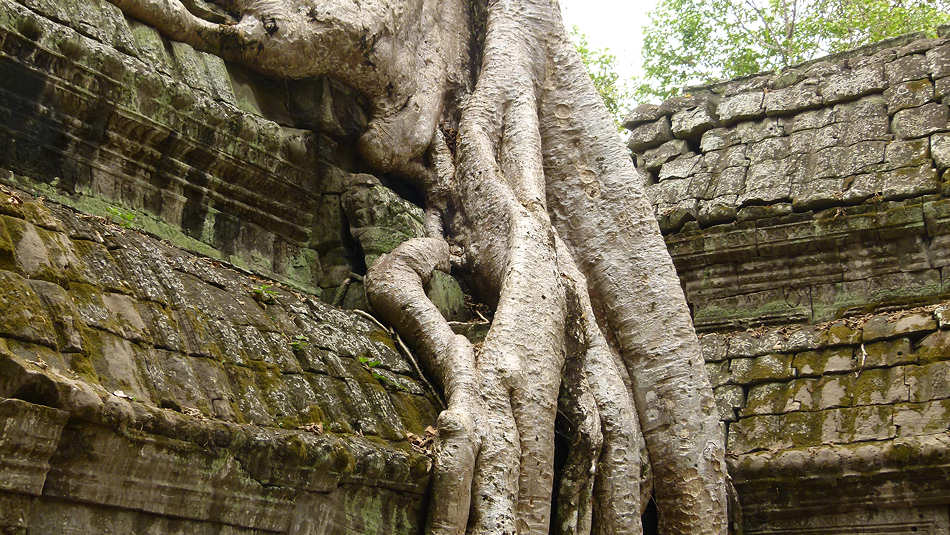 P1010280_Ta_Prohm.jpg