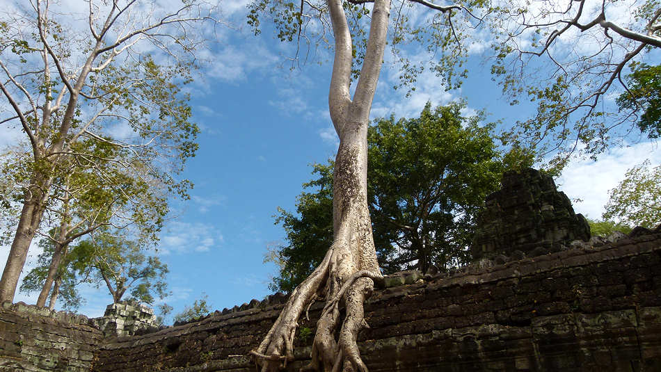 P1010315_Ta_Prohm.jpg