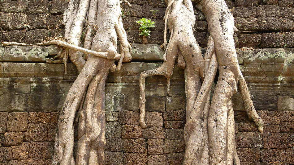 P1010321_Ta_Prohm.jpg