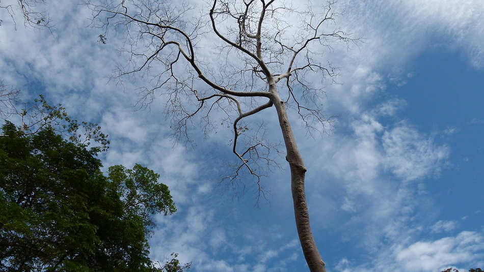 P1010481_Angkor_Preah_Khan.jpg
