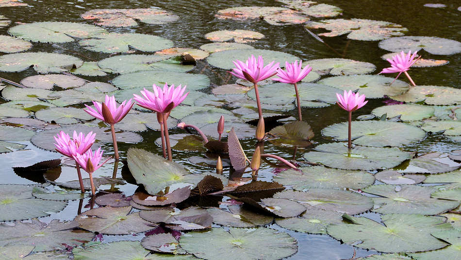 P1010620_Angkor_Wat.jpg
