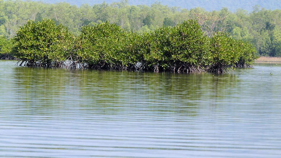 P1010940_Ream_Preah_Sihanouk_National_Park.jpg
