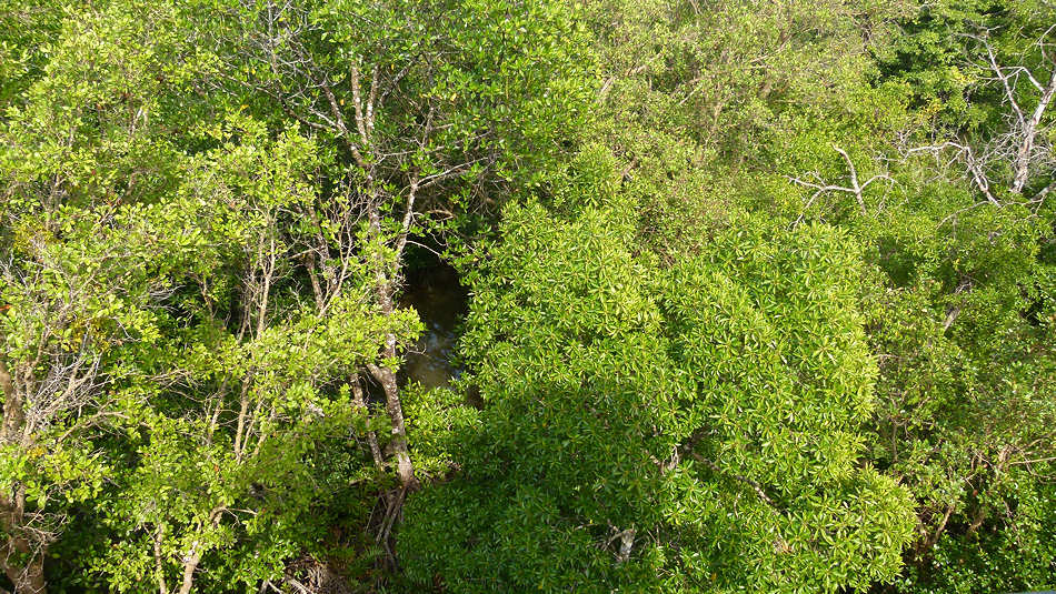 P1020023_Ream_Preah_Sihanouk_National_Park.jpg