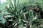 Thumbnail of Antigua-01-044.jpg