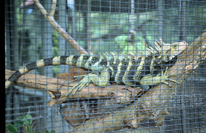 Dominica-02-098.jpg