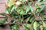 Thumbnail of Grenada-01-167.jpg
