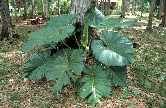 Guadeloupe-02-142.jpg