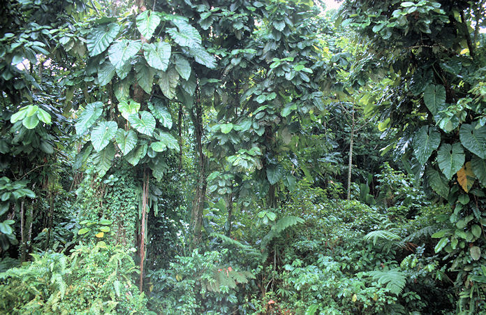 Guadeloupe-02-145.jpg