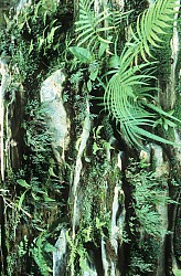 Thumbnail of Kuba 1997 1998-02-097.jpg