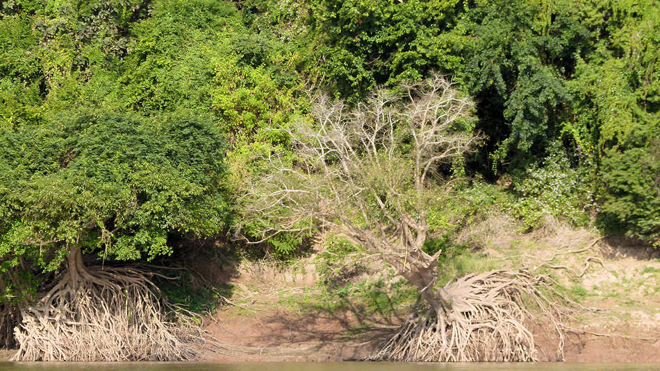 P1000391_Luang_Prabang_Mekong.jpg