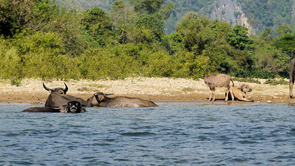 P1000760_Bootsfahrt_zur_Organic_Farm_Vang_Vieng.jpg