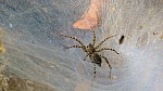 Thumbnail of P1000920_Spinne_Kampaeng_Yak_Grosse_Mauer.jpg