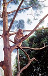 Thumbnail of Singapur Malaysia Thailand 1988-01-111.jpg