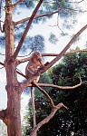 Thumbnail of Singapur Malaysia Thailand 1988-01-111.jpg