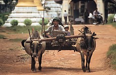 Thumbnail of Myanmar 2000-01-069.jpg