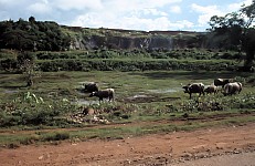 Thumbnail of Myanmar 2000-01-120.jpg