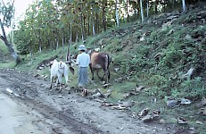 Thumbnail of Myanmar 2000-01-171.jpg