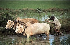 Thumbnail of Myanmar 2000-01-174.jpg