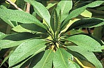 Thumbnail of Seychellen 1999-022.jpg