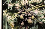 Thumbnail of Seychellen 1999-036.jpg