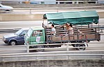 Thumbnail of Singapur Malaysia Thailand 1988-01-033.jpg