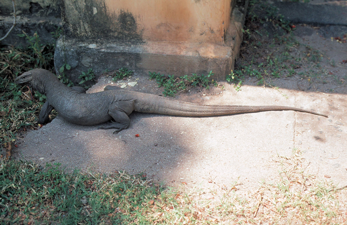 Sri Lanka 1982-02-176.jpg