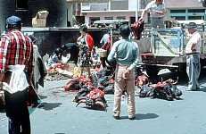 Thumbnail of Sud Mittel Ecuador-01-175.jpg