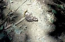 Thumbnail of Sud Mittel Ecuador-01-185.jpg
