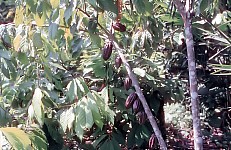 Thumbnail of Sud Mittel Ecuador-01-190.jpg