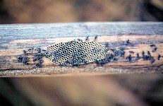 Thumbnail of Sud Mittel Ecuador-01-196.jpg