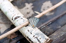 Thumbnail of Sud Mittel Ecuador-01-197.jpg