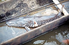 Thumbnail of Sud Mittel Ecuador-01-200.jpg