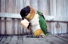 Thumbnail of Sud Mittel Ecuador-02-003.jpg