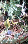 Thumbnail of Sud Mittel Ecuador-02-006.jpg