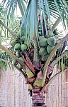 Thumbnail of Sud Mittel Ecuador-02-031.jpg