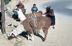 Thumbnail of Sud Mittel Peru-01-138.jpg